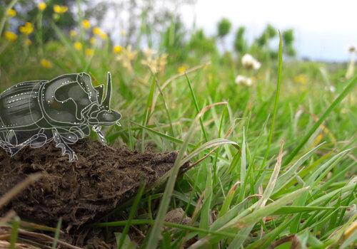 Copris lunaris, un habitant discret du sol de nos prairies Photographie d'une bouse de vache au premier plan sur un paysage de prairie, un dessin de bousier copris lunaris superposé à la photo crée l'illusion que l'insecte se trouve sur la bouse.
