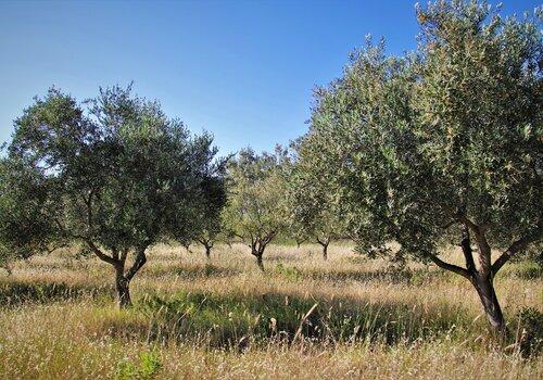 L’olivier, notre arbre