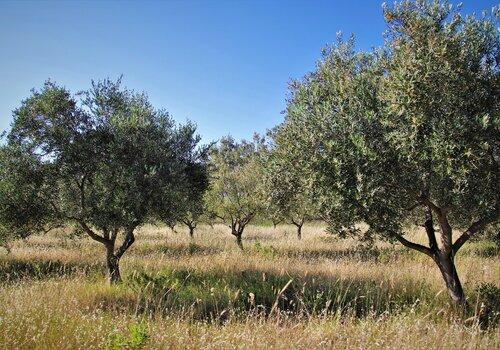 L’olivier, notre arbre L’olivier, notre arbre