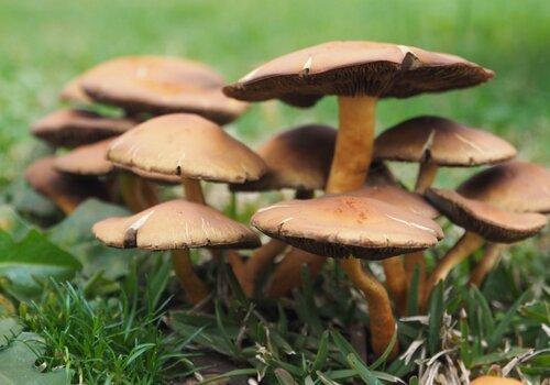 champignons