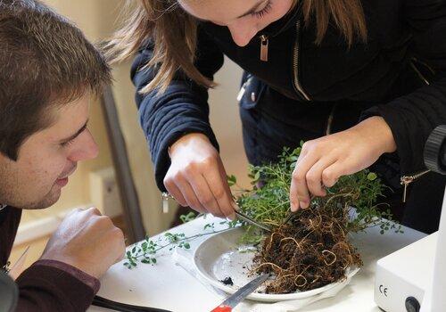 Prélèvement de nodules sur des racines de luzerne en atelier de l'école de l'ADN