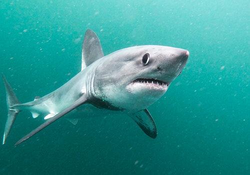 Requin taupe