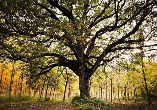 Bel arbre vénérable