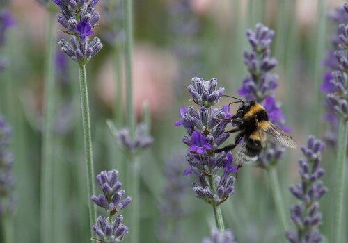 Il y a du mouvement chez les insectes pollinisateurs !