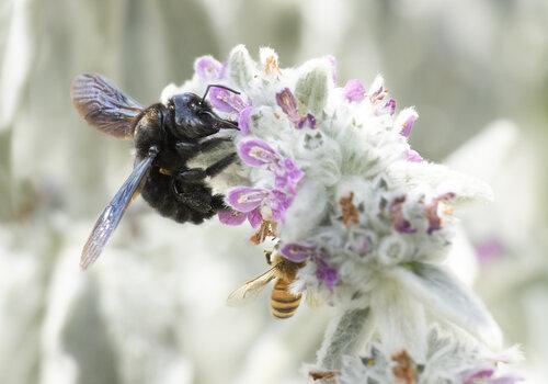abeille charpentière