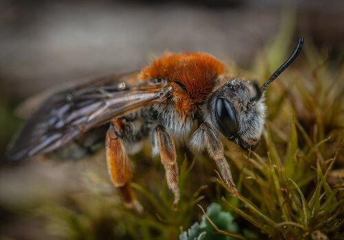 extinction animaux Photo d'abeille