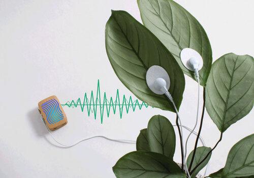 Les plantes échangent des signaux … il faut juste les comprendre ! Les plantes échangent des signaux … il faut juste les comprendre !