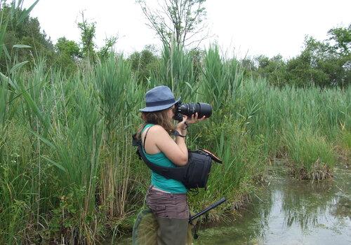 Une photographe ciblant des insectes ; elle est dans l'eau d'un marais, entourée de roseaux.