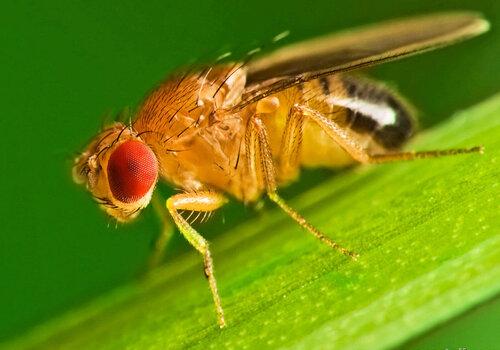 La Drosophile, un passe-partout pour la recherche génétique