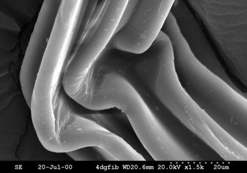 Fibres de polyester observées au Microscopie électronique à balayage