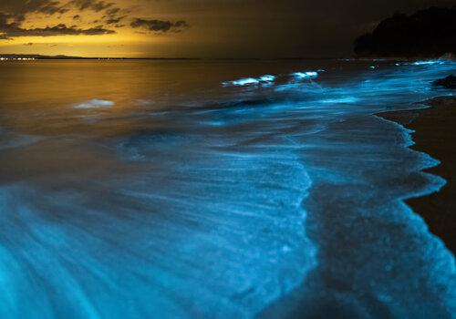 Bioluminescence d'algues Dinoflagellées Bioluminescence d'algues Dinoflagellées