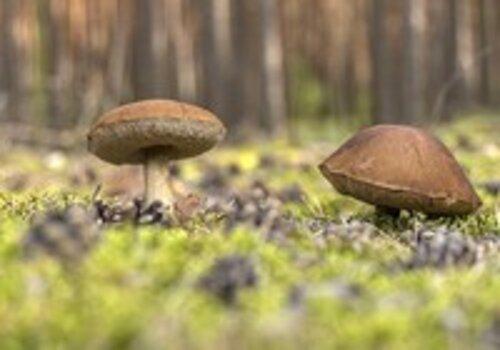 Protection de la biodiversité et de la santé Champignons