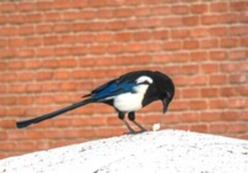 Plus de biodiversité dans nos quartiers Oiseau