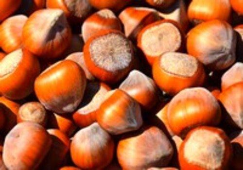Les trésors cachés de la noisette Noisettes