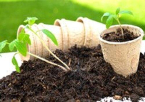 Jardinons à l’école Rempotage de plantes