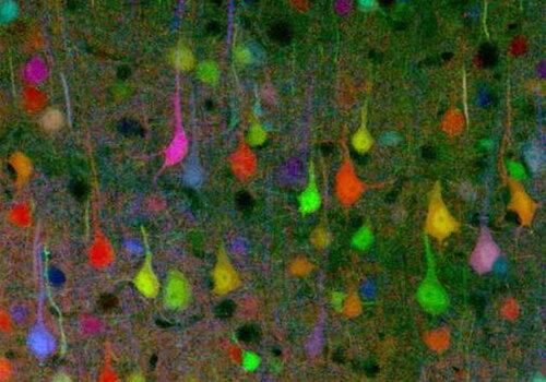 Brainbow Brainbow