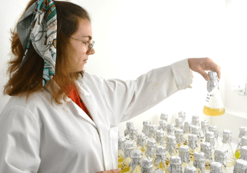 Une stagiaire remuant des micro-algues