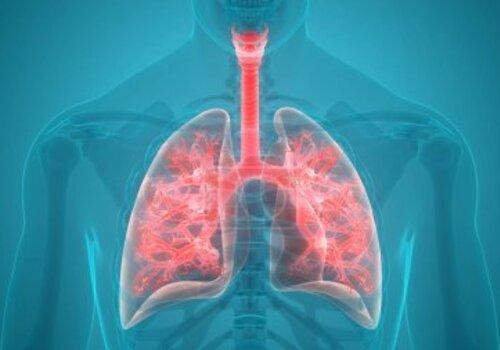 Le système pulmonaire Le système pulmonaire