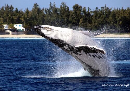 Baleine à bosse