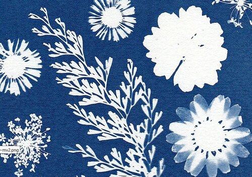 Cyanotype