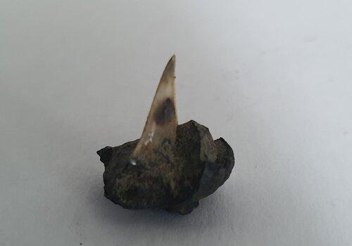 Nodule avec inclusion d'une dent de requin (Pacifique, CNEXO 1976) Nodule avec inclusion d'une dent de requin (Pacifique, CNEXO 18976)