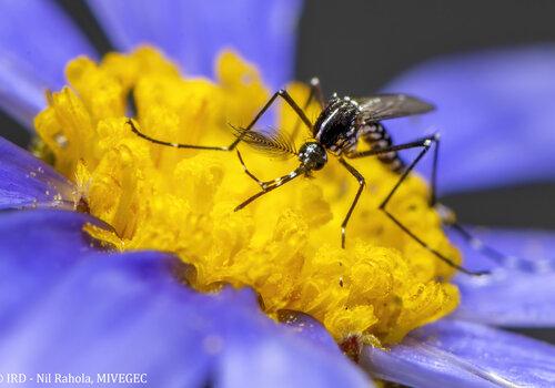 Moustique mâle en plein repas Moustique mâle en plein repas