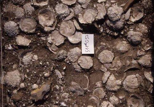 les huîtres de Gisacum Couche d'huîtres antiques fouillées à Gisacum