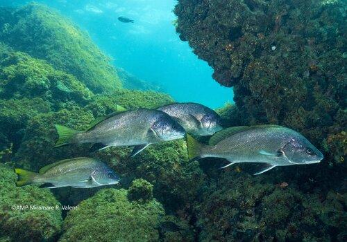 Corbs nageant dans l'aire marine protégée de Miramare (Italie)
