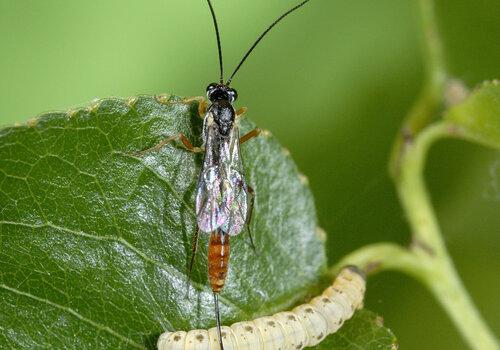 Ichneumonide parasitoïde de chenille