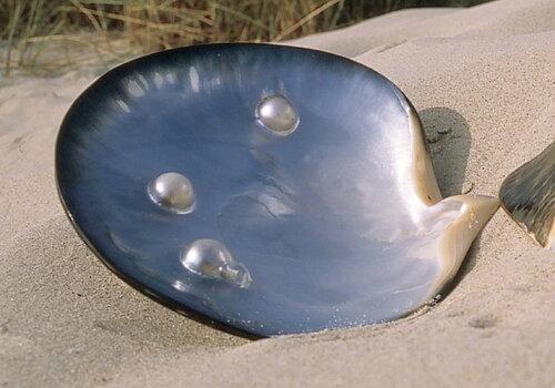 Huître perlière noire Coquillage sur la plage