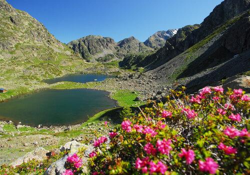 Chamrousse lacs Robert chamrousse_lacs_robert_fleur_station_montagne_grenoble_isere_alpes_france_images_et_reves_fr