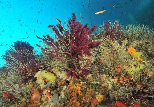 Les gorgones rouges affectées par le réchauffement des eaux Les gorgones rouges affectées par le réchauffement des eaux