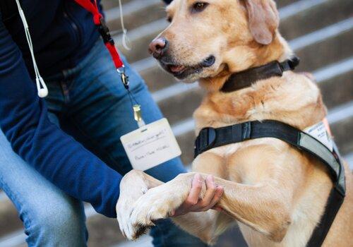 Attention, chien gentil ! Une personne penchée tient debout un labrador chien guide, une main est sur le dos du chien et l'autre supporte ses pattes avant.