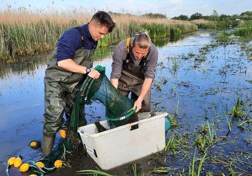 Pêche scientifique pour le Suivi Brochet sur l'ENS des Marais des Ponts d'Ouve Pêche scientifique pour le Suivi Brochet sur l'ENS des Marais des Ponts d'Ouve