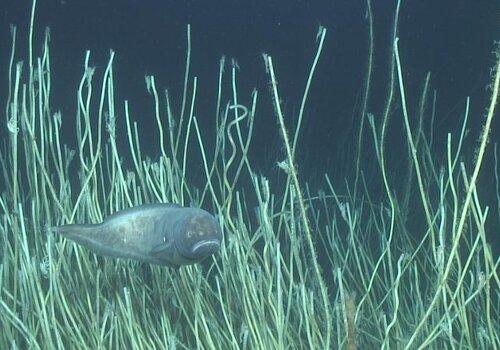 Poisson évoluant dans un buisson de vers siboglinidés