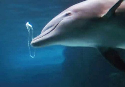 Dauphin jouant avec une bulle en forme d'anneau