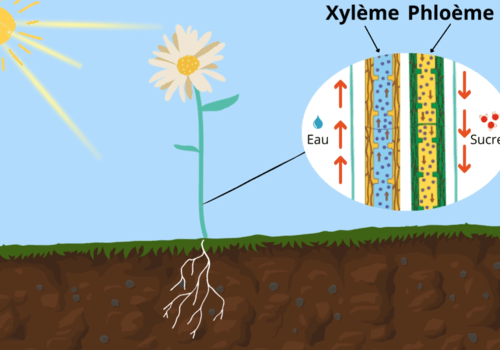 image d'une fleur avec illustration de la sève montante et de la sève descendante