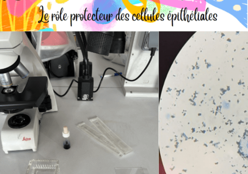 photo d'un microscope et d'un champ contenant des cellules buccales colorées au bleu de méthylène