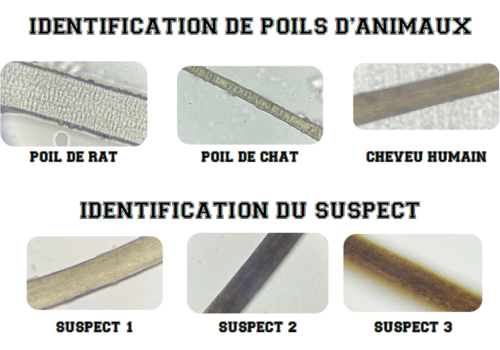image de plusieurs types de poils et de cheveux observés au microscope