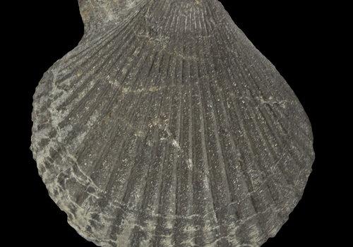 Chlamys textoria Chlamys textoria