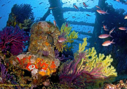 Photo d'une épave sous-marine "Le Grec" avec sa biodiversité