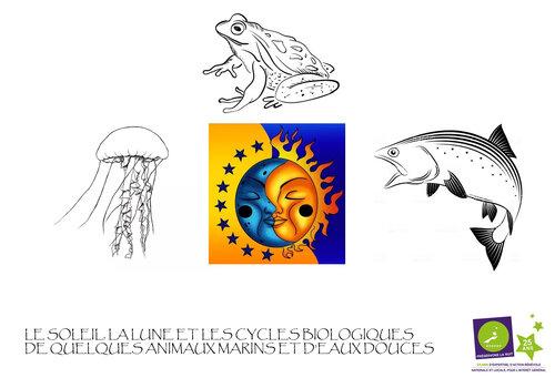 Soleil et Lune : influences sur les animaux marins Soleil et Lune : influences sur les animaux marins