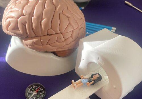 Petit IRM et cerveau petit IRM et cerveau