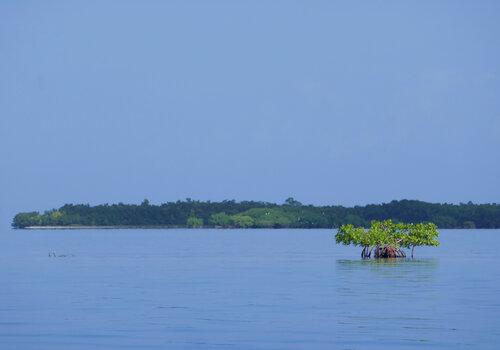 Mangroves - Guadeloupe Mangroves - Guadeloupe
