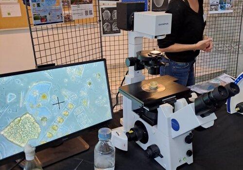 Observer le phytoplancton au microscope Observer le phytoplancton au microscope