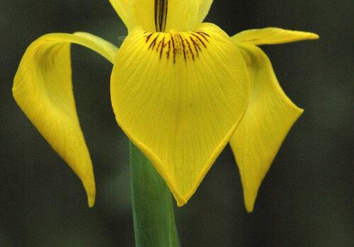 iris pseudacorus iris pseudacorus_21-05-08_015.jpg