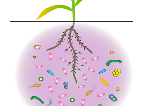 Rhizosphère : La toile vivante des racines et des bactéries Rhizophère