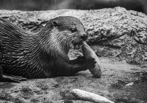 La loutre La loutre commune ou loutre d’Europe (Lutra lutra), seule espèce vivant en France, est un petit mammifère carnivore semi-aquatique d’eau douce appartenant à la famille des Mustélidés. Essentiellement nocturne, il n‘est pas aisé de l’observer, d’autant plus que sa population autour des cours d’eau n’a été qu’en diminuant tout au long du XXe siècle. Longtemps considérée comme nuisible et indésirable, la loutre a fait l’objet d’une chasse intensive qui a conduit à sa quasi-disparition de l’Hexagone. Aujourd’hu