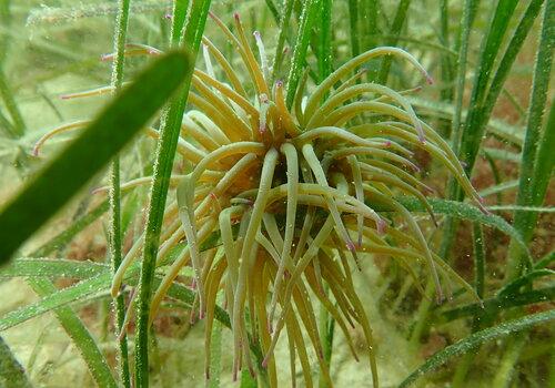 Anémone de mer fixée sur des feuilles de Zostères