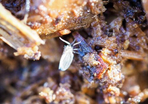 La vie secrète des sols La vie secrète des sols